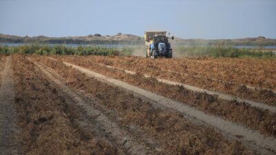 Türkiye'nin önemli tarımsal merkezlerinden Adana'da, 275 bin dekarda ekilen yer