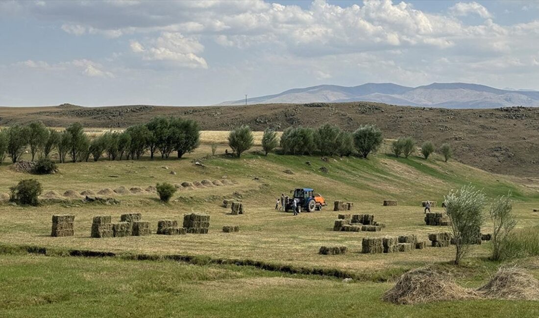 Tarım makineleri ve tırpanlarla biçtikleri otları bir süre güneşte kuruttuktan