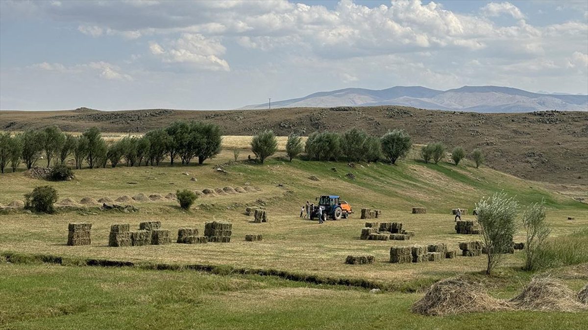Tarım makineleri ve tırpanlarla biçtikleri otları bir süre güneşte kuruttuktan