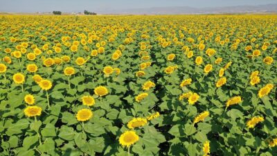 Ağrı'da devlet desteğiyle üretimi yapılan ve hasada hazırlanan ayçiçeği tarlaları