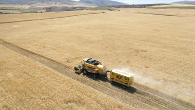Ağrı'nın bereketli ovalarındaki buğday tarlalarında biçerdöverlerle hasat heyecanı yaşanıyor.