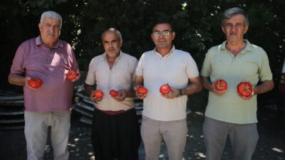 ANTALYA (AA) – Alanya’da ata tohumu zincirleme üretimle çoğaltılıyor. MUSTAFA