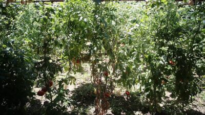 Alanya Ziraat Odası Başkanı Tahir Göktepe, ilçede yürütülen ata tohumlarının