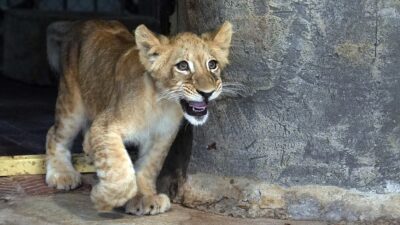 İstanbul Tuzla'daki Aslan Park'ta dünyaya gelmelerinin ardından anneleri reddedince veteriner
