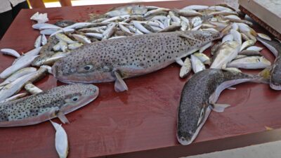 ANTALYA (AA) – Antalya'da istilacı deniz türleriyle mücadele kapsamında düzenlenen