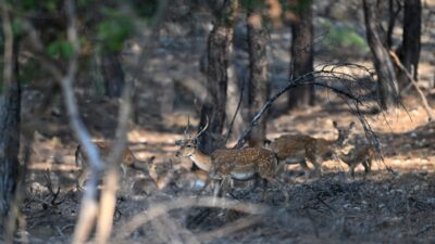 ANTALYA (AA) – SÜLEYMAN ELÇİN – Antalya'da Düzlerçamı Yaban Hayatı