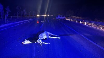 ANTALYA (AA) – Antalya'nın İbradı ilçesinde otomobilin büyükbaş hayvanlara çarptığı