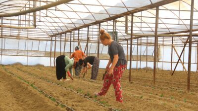 ANTALYA (AA) – Antalya’da çiftçiler kavurucu sıcaklara rağmen üretim mesaisinde.