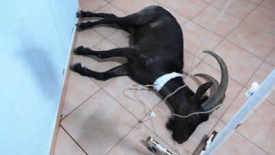 ANTALYA (AA) – Antalya'nın Kemer ilçesinde yaralı halde bulunan dağ