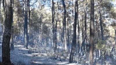 ANTALYA (AA) – Antalya’nın Serik ilçesindeki orman yangını kontrol altına