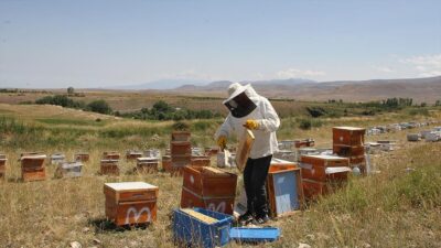 Iğdır Arıcılar Birliği Başkanı Hüccet Şabahat, "Geçen yıla nazaran bu