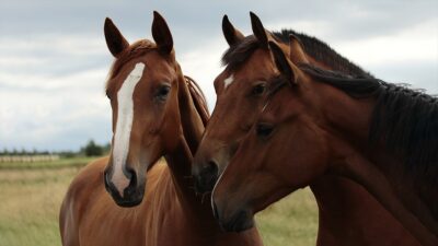 Yapılan bir araştırma, atların düşünüldüğünden daha zeki olduğunu ortaya koydu.