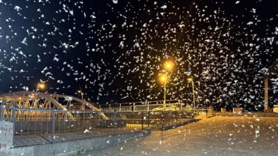 ARDAHAN (AA) – Genellikle Kura Nehri b&ouml;lgesinde g&ouml;r&uuml;nen sinekler, tarihi