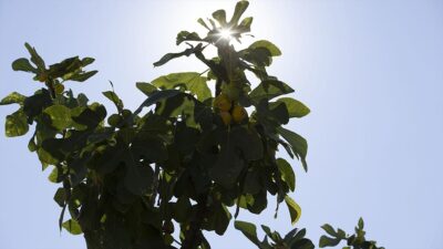 Dünyanın önde gelen kuru incir üretim merkezi Aydın'da, aşırı sıcaklıklar