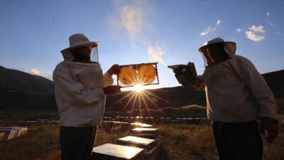 Bingöl'ün Karlıova ilçesindeki Şeytan Dağları'nın eteklerinde arıcılık yapan Şenli ailesi,