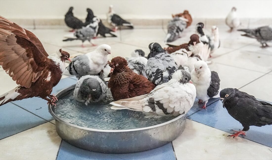Diyarbakır'ın merkez Bağlar ilçesindeki "Güvercin Oteli"nde sahipleri tarafından kiralanan odalarda