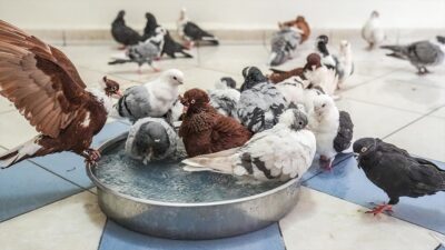 Diyarbakır'ın merkez Bağlar ilçesindeki "Güvercin Oteli"nde sahipleri tarafından kiralanan odalarda