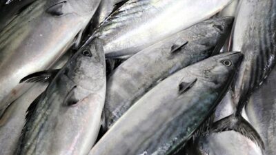 Eylül ayı itibarıyla başlayacak av sezonuna ilişkin hazırlıklar devam ederken,