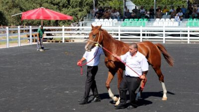 BURSA (AA) – TİGEM Karacabey harasında yetiştirilen 73 Arap koşu
