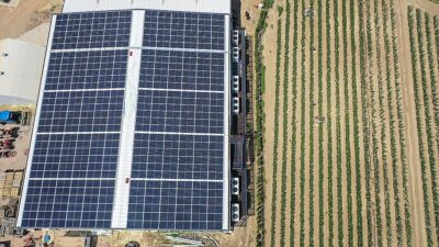 Bursa'nın İnegöl ilçesinde yılda 1 milyon meyve fidanı yetiştiren Ayşe