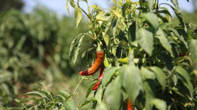 KAHRAMANMARAŞ (AA) – Coğrafi işaret tescilli Maraş biberinin hasadı başladı.