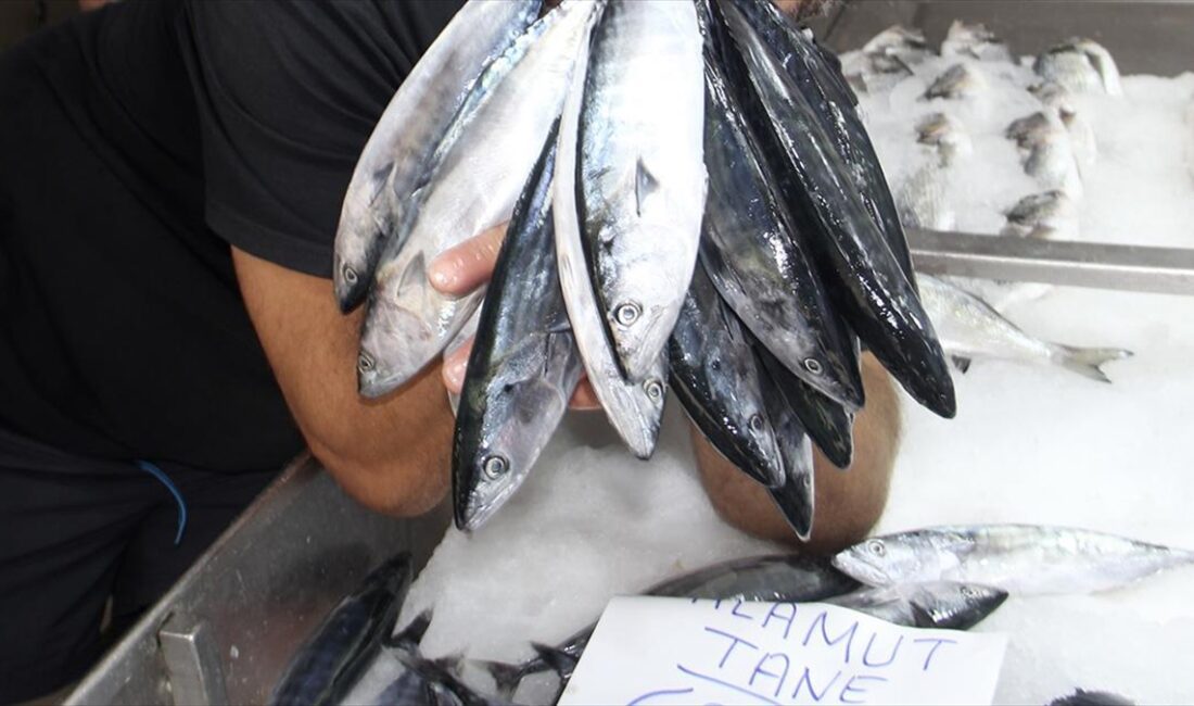 İklim değişikliğine bağlı deniz suyunda yaşanan ısı artışının, balıkların büyüme