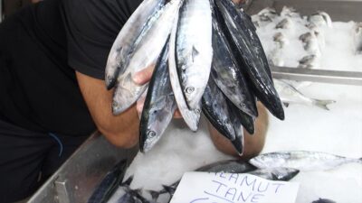 İklim değişikliğine bağlı deniz suyunda yaşanan ısı artışının, balıkların büyüme