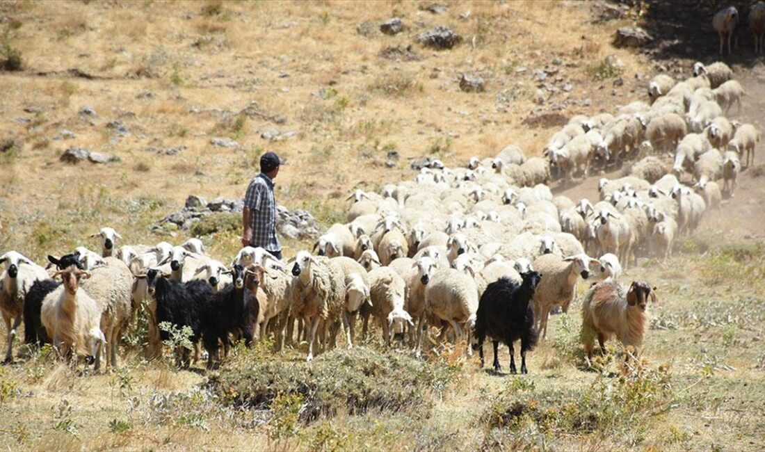 MALATYA (AA) – Depremden etkilenen Malatya’da devlet desteğiyle hayvancılık gelişiyor.