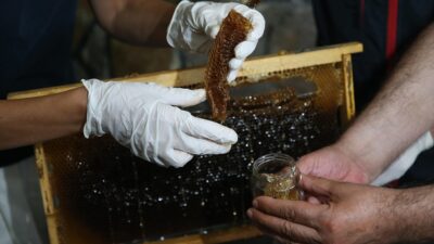 Rize'nin İkizdere ilçesine bağlı Anzer köyünde, Hacettepe Üniversitesi Arı ve