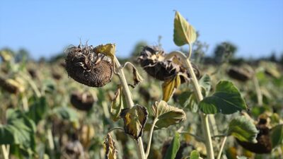 Edirne'de, Trakya Tohum AŞ tarafından geliştirilen 4 yerli hibrit ayçiçeği