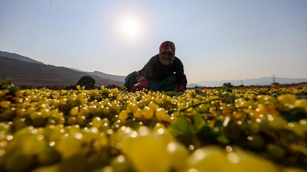 MANISA (AA) – İzmir’in Menemen ilçesinden Manisa’nın Sarıgöl ilçesine kadar