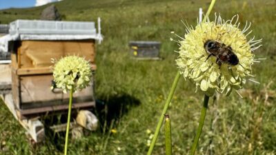 Erzurum'un 1700 ve 2 bin 200 rakımlı yaylaları, her yıl,