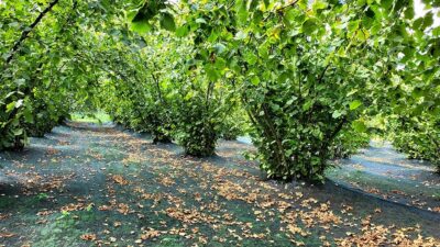 Üreticilerden Hamit Kırbaş Alioğlu, "Fileyle hasat sayesinde işçi maliyetlerimiz düştü,