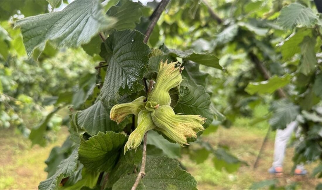 GIRESUN (AA) – Turan, AA muhabirine, fındık hasat sezonunun başladığını