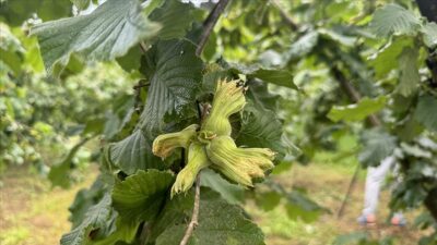 GIRESUN (AA) – Turan, AA muhabirine, fındık hasat sezonunun başladığını