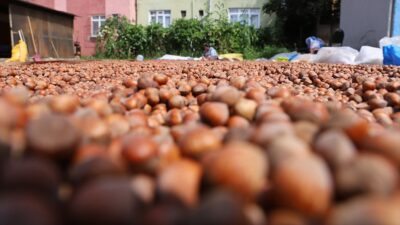 Fındık Tarım Satış Kooperatifleri Birliğinin (FİSKOBİRLİK) yeni sezon fındık alımlarına