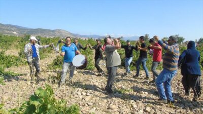 GAZIANTEP (AA) – “Antep karası”, “hatun parmağı”, “kardinal”, “Mevlana” ve