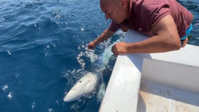 Çanakkale'nin Gökçeada ilçesinden denize açılan İlker Özdemir, paragat ağlarına dolanmış,