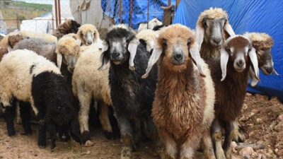 Hayvancılığın geliştirilmesi ve sürdürülebilirliğinin sağlanması amacıyla 2024-2026 döneminde verilecek desteklemelerin