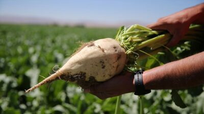 Küresel iklim değişikliğiyle birlikte, mevsimsel sıcaklıklarda ve yağışlarda yaşanan değişkenlik,