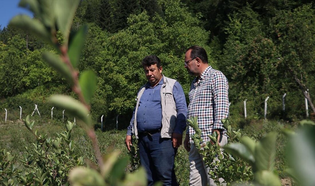 İstanbul'daki fabrikasını bırakıp Kastamonu'nun Şenpazar ilçesinde aronya yetiştiren Ercümet Oğuz'un