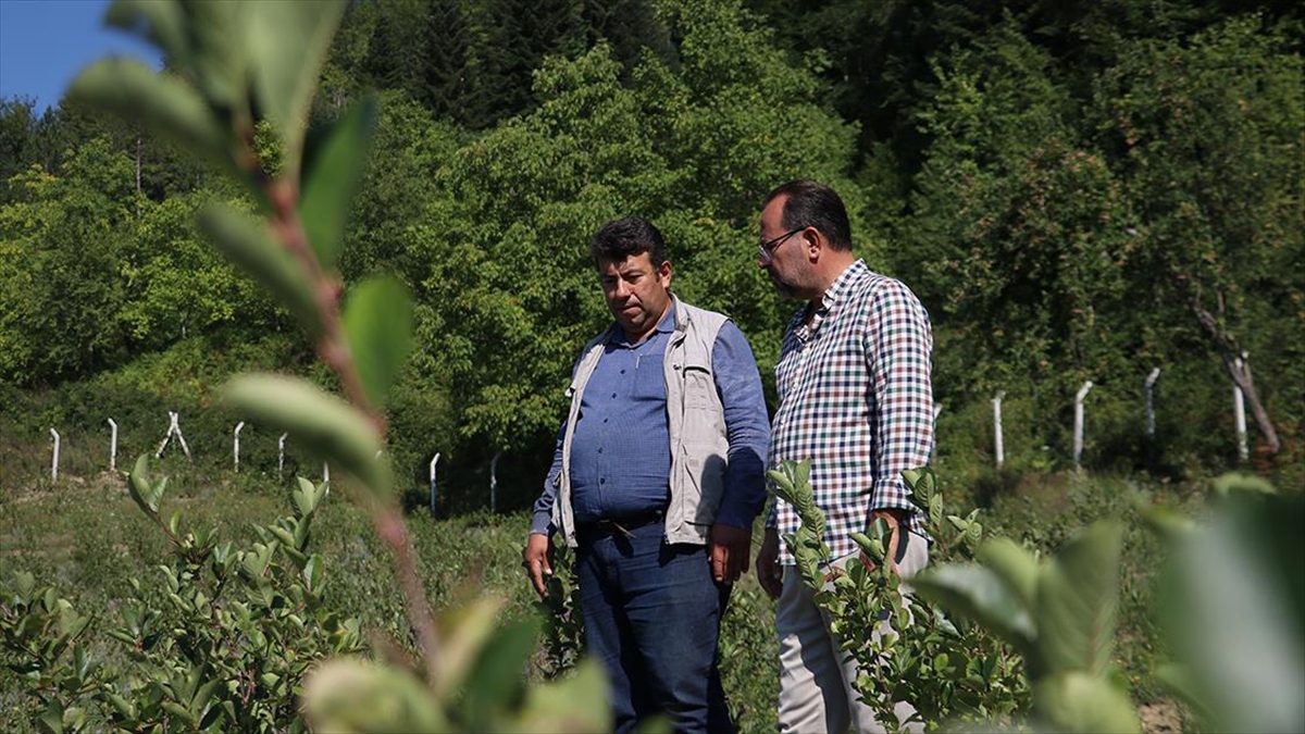 İstanbul'daki fabrikasını bırakıp Kastamonu'nun Şenpazar ilçesinde aronya yetiştiren Ercümet Oğuz'un