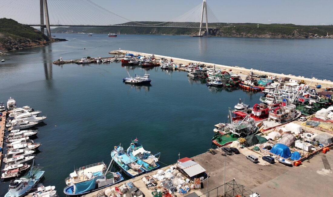 İSTANBUL/SAKARYA (AA) – İstanbul’da balıkçılar yeni sezonda palamut bolluğu bekliyor.