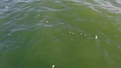 İzmir Körfezi'nde Bayraklı ilçesi sahilinde görülen balık ölümleri ve kötü