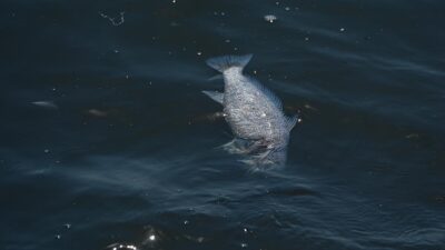 İzmir Katip Çelebi Üniversitesi Su Ürünleri Fakültesi Dekanı Prof. Dr.