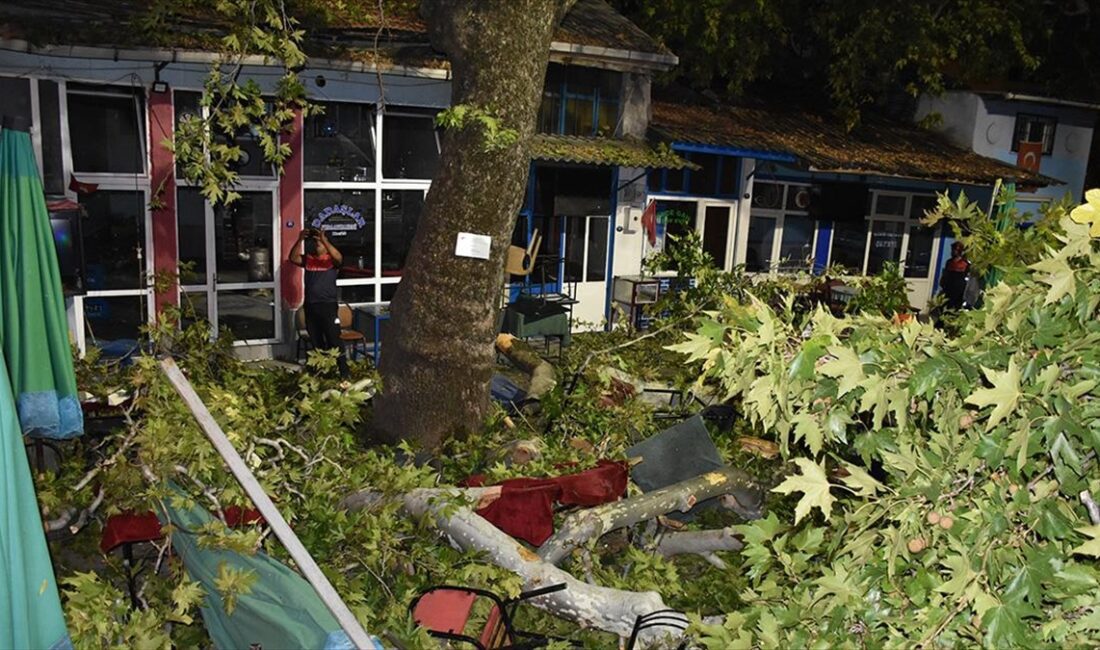 İzmir'in Kemalpaşa ilçesinde, asırlık çınar ağacının kırılan dalları ağacın altında