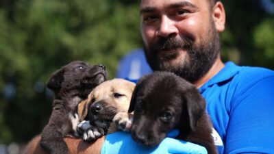İzmir'deki orman yangınlarından etkilenen ve barınaklara nakledilen hayvanların sahiplendirilmesi için