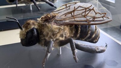 Ardahan'da başta dil uzunluğu ve soğuğa dayanıklılığı açısından Türkiye'de tek,