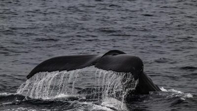 Araştırmacılar, kambur balinaların, suyu "karmaşık baloncuk ağı"na dönüştürüp bir "alet"