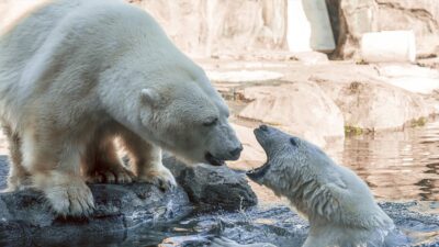 Kanada'nın Kuzey Kutbu'na yakın bölgelerinden Nunavut'ta bulunan bir radar istasyonunda
